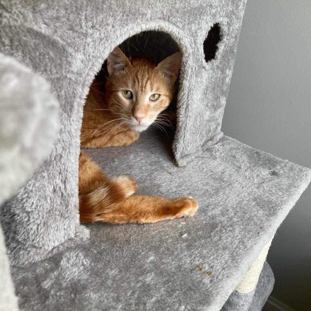 Enlarge Sweet - Afghanistan, a Adoptable Domestic Short Hair in Fairfax, VA image 6/6