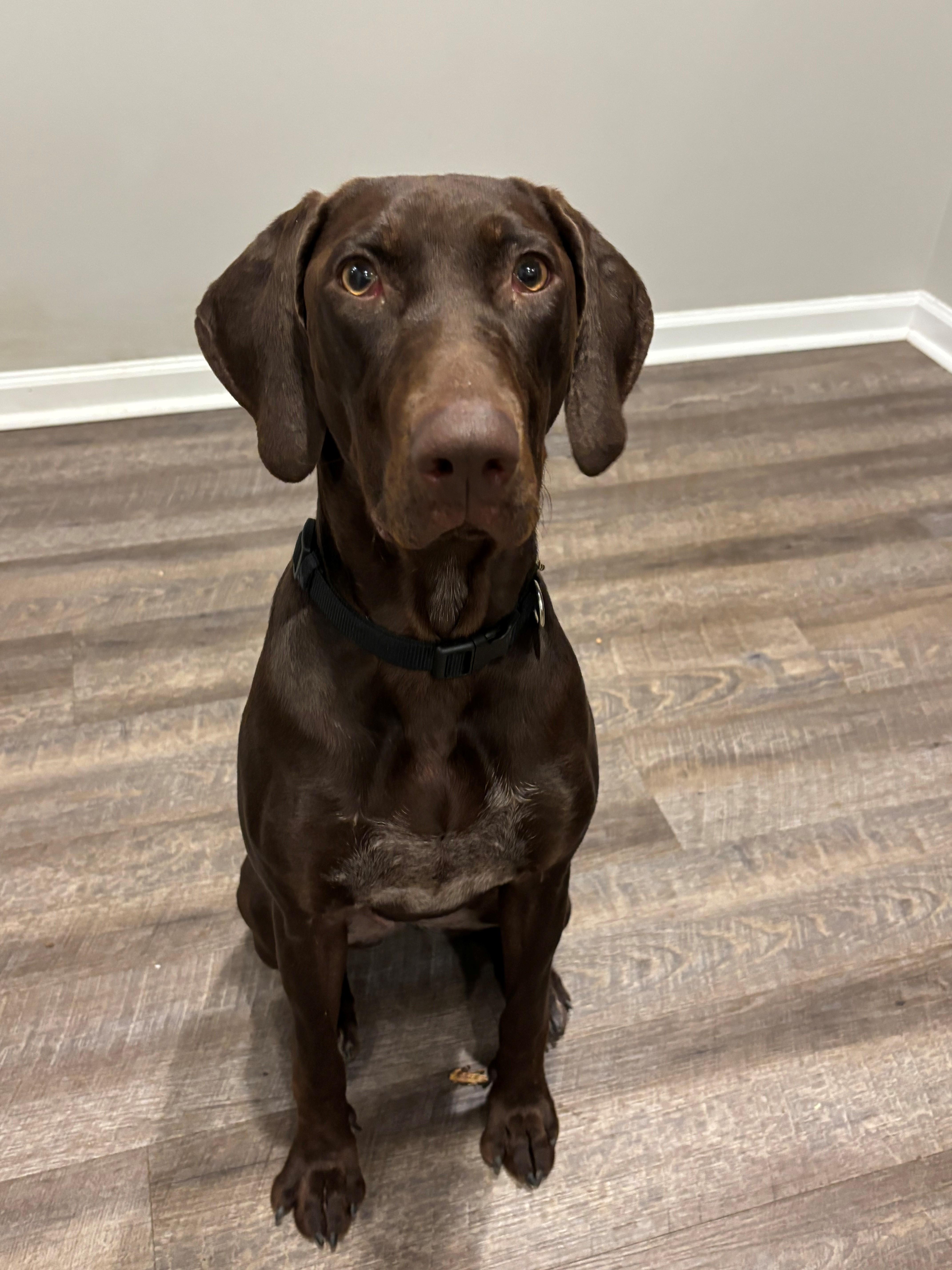 Thea, Adoptable, Young Female German Shorthaired Pointer.