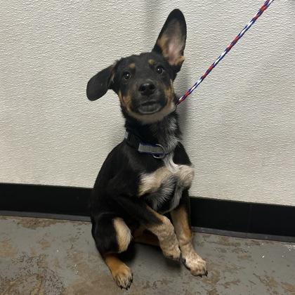 Lucas, Adoptable, Puppy Male Australian Cattle Dog / Blue Heeler.