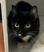 Cat, Adoptable, Young Female Domestic Short Hair & Domestic Short Hair.
