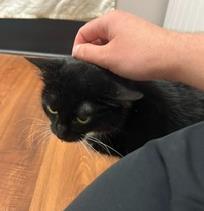 Cat, a Adoptable mixed breed in Savannah, GA image 2/2