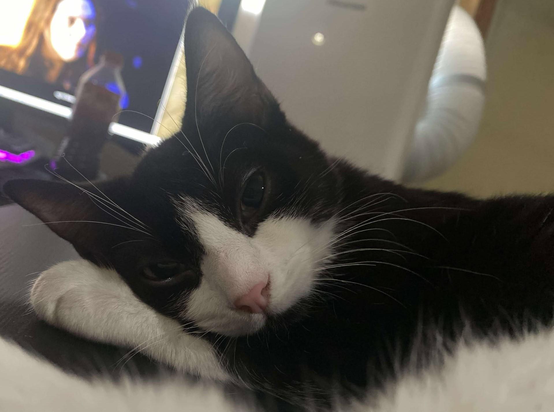 Tux, a Adoptable Tuxedo in Beckley, WV image 1/3