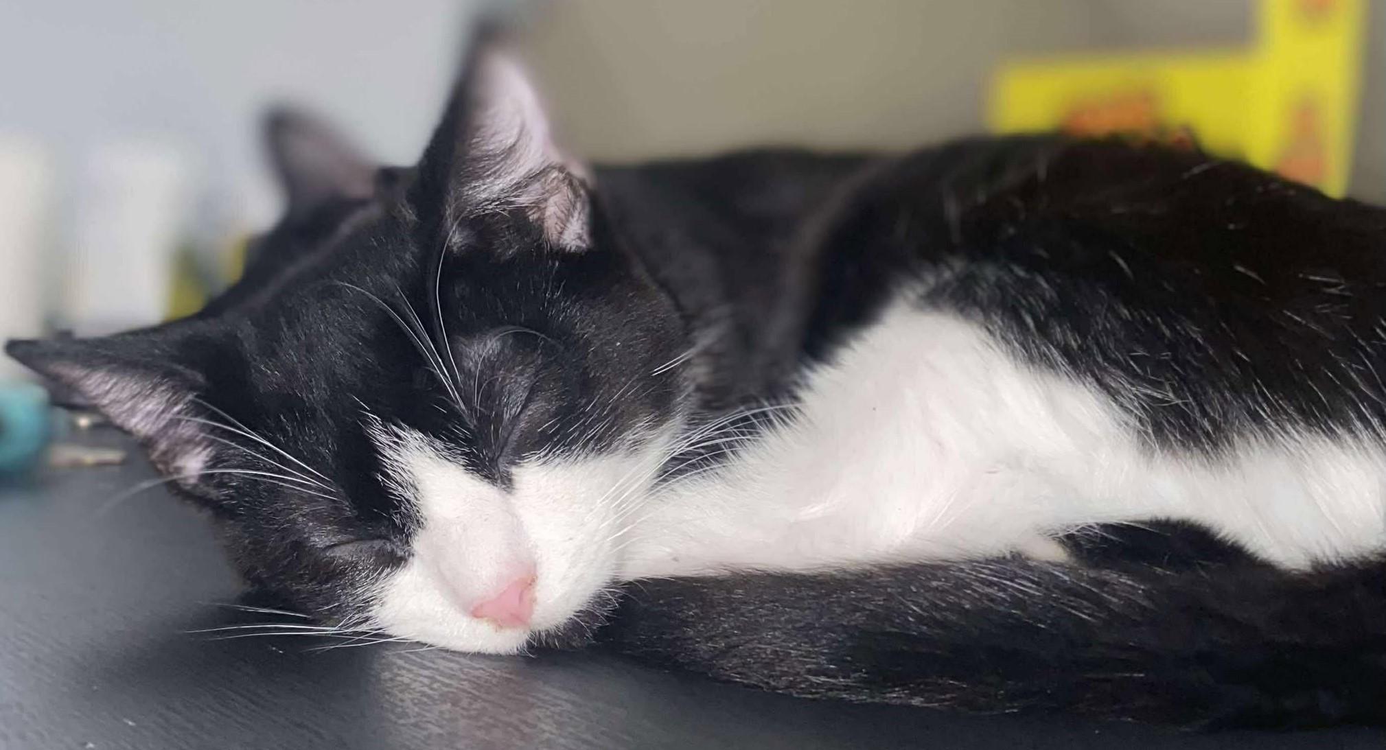 Tux, a Adoptable Tuxedo in Beckley, WV image 3/3