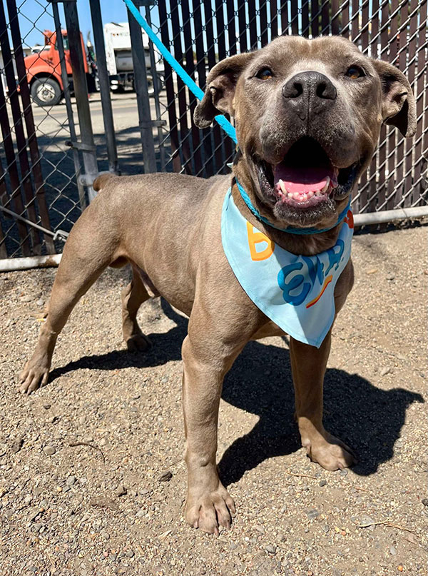 Enlarge Smokey *Courtesy post. Out of town pet. See below for details*, a Adoptable Pit Bull Terrier in Eagle, ID image 2/4