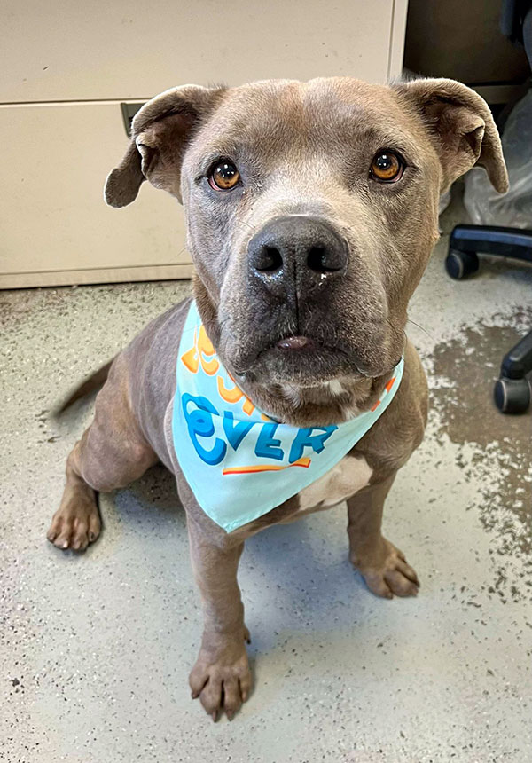 Enlarge Smokey *Courtesy post. Out of town pet. See below for details*, a Adoptable Pit Bull Terrier in Eagle, ID image 1/4