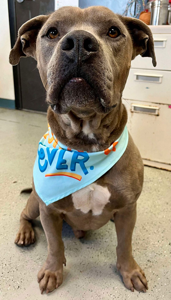 Enlarge Smokey *Courtesy post. Out of town pet. See below for details*, a Adoptable Pit Bull Terrier in Eagle, ID image 4/4