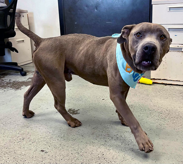 Enlarge Smokey *Courtesy post. Out of town pet. See below for details*, a Adoptable Pit Bull Terrier in Eagle, ID image 3/4