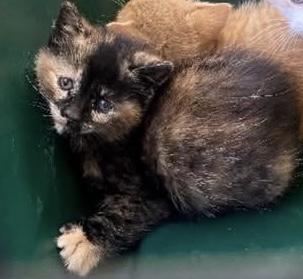 Enlarge UNIQUE, a ADOPTABLE Tortoiseshell in Shakespeare, ON image 2/4