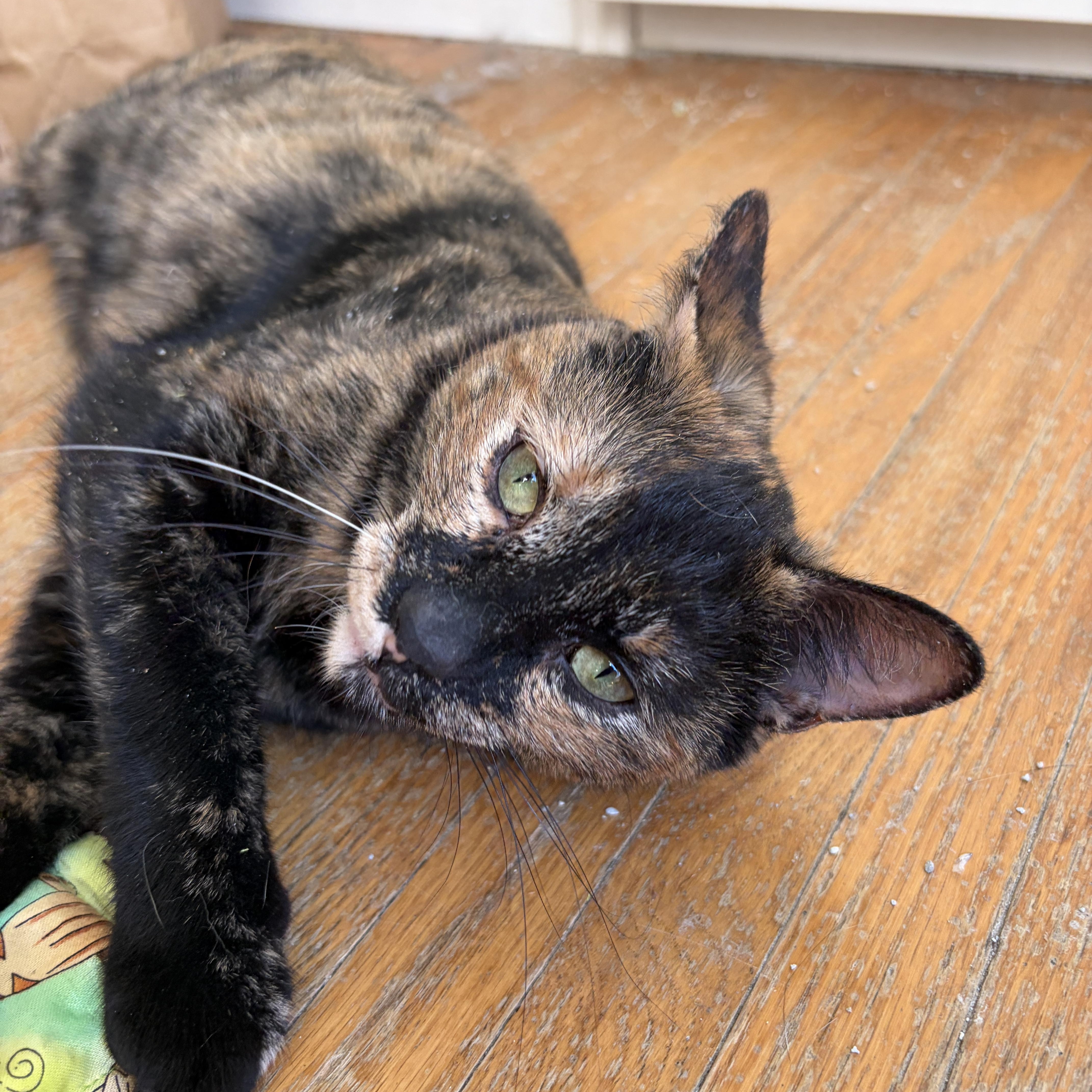 Enlarge UNIQUE, a ADOPTABLE Tortoiseshell in Shakespeare, ON image 4/4