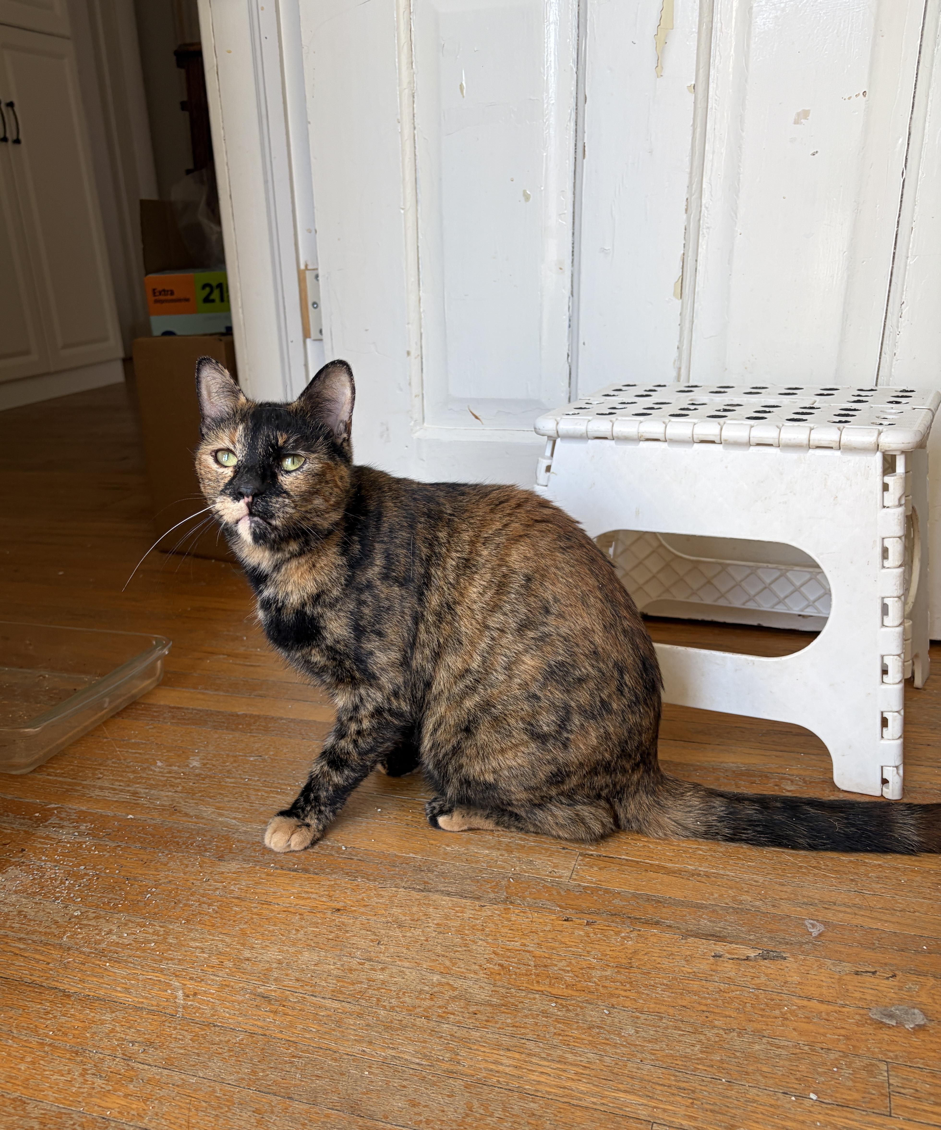 Enlarge UNIQUE, a ADOPTABLE Tortoiseshell in Shakespeare, ON image 1/4