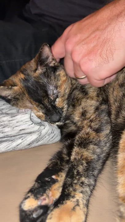 Enlarge UNIQUE, a ADOPTABLE Tortoiseshell in Shakespeare, ON video 3/4