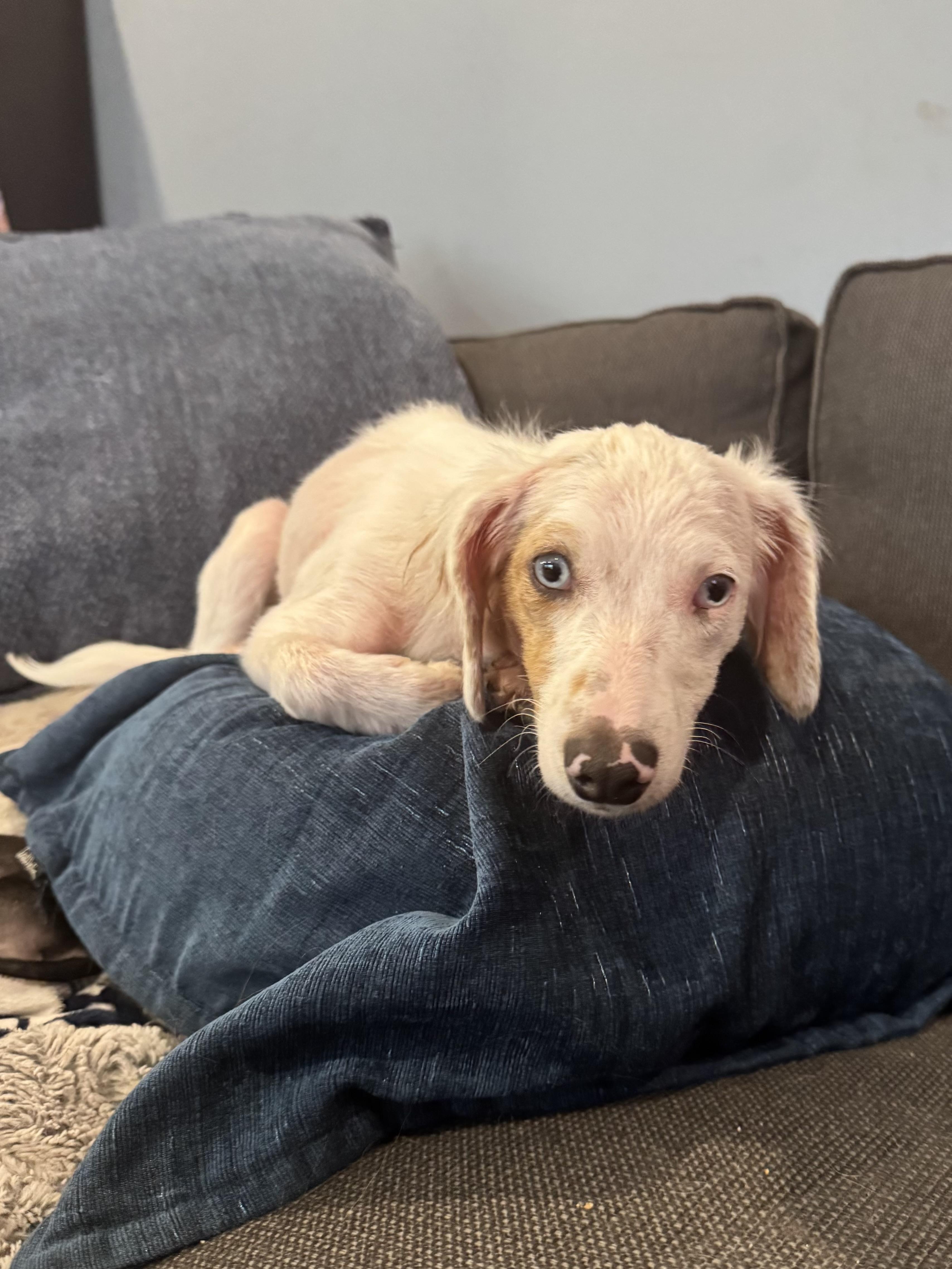 Enlarge Dory, a ADOPTABLE mixed breed in Hartland, MI image 2/4