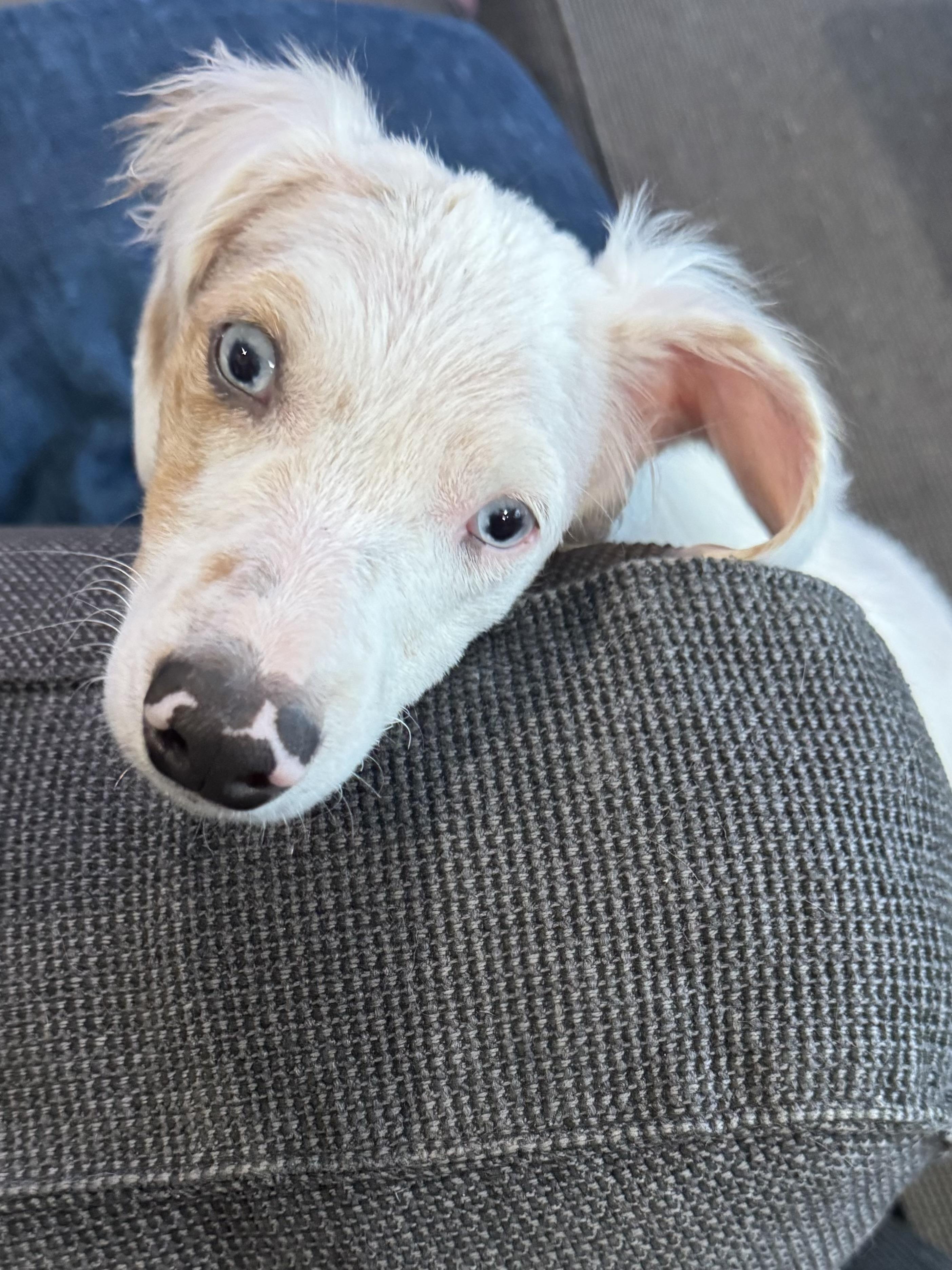 Enlarge Dory, a ADOPTABLE mixed breed in Hartland, MI image 4/4