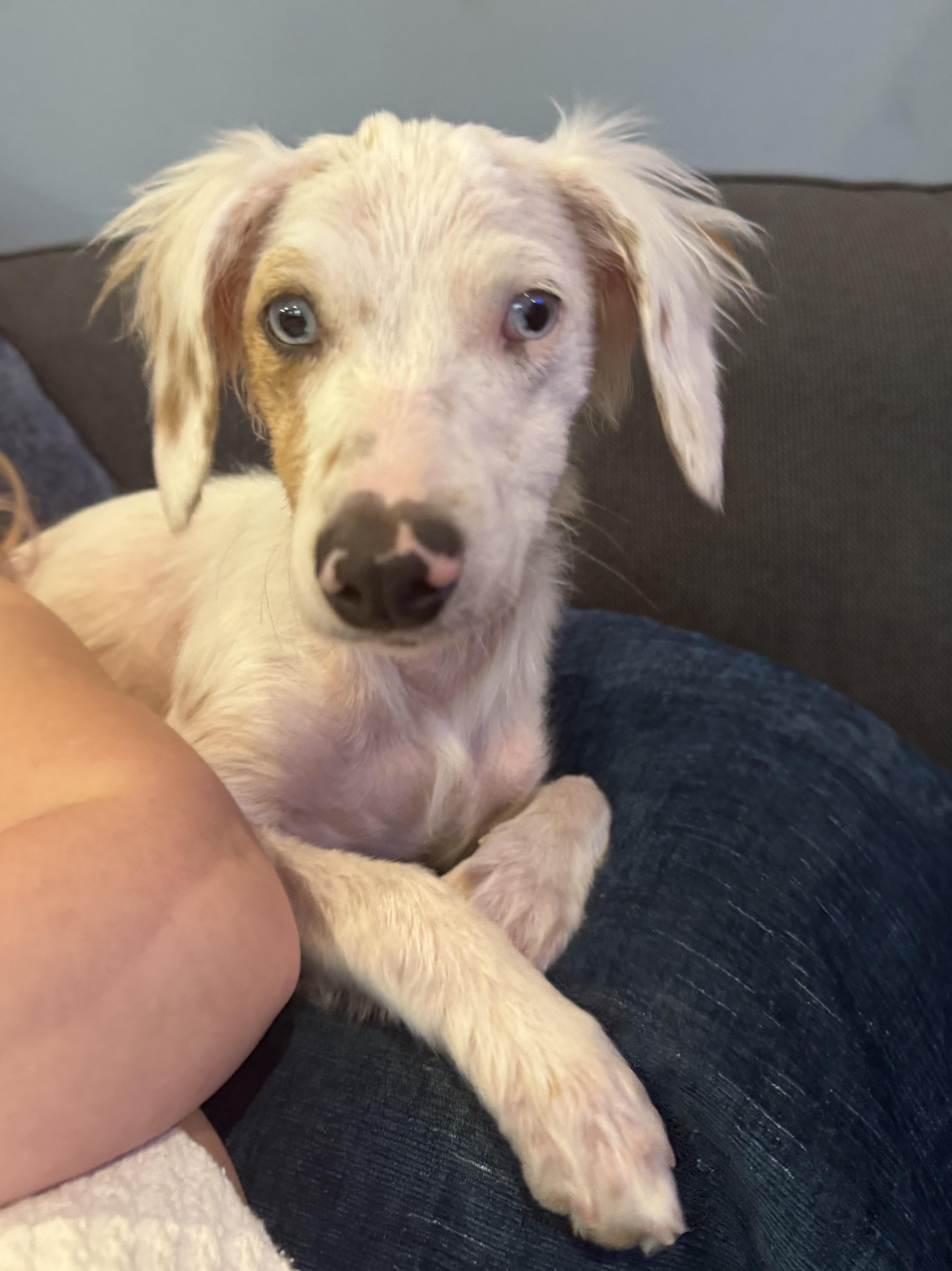 Enlarge Dory, a ADOPTABLE mixed breed in Hartland, MI image 1/4