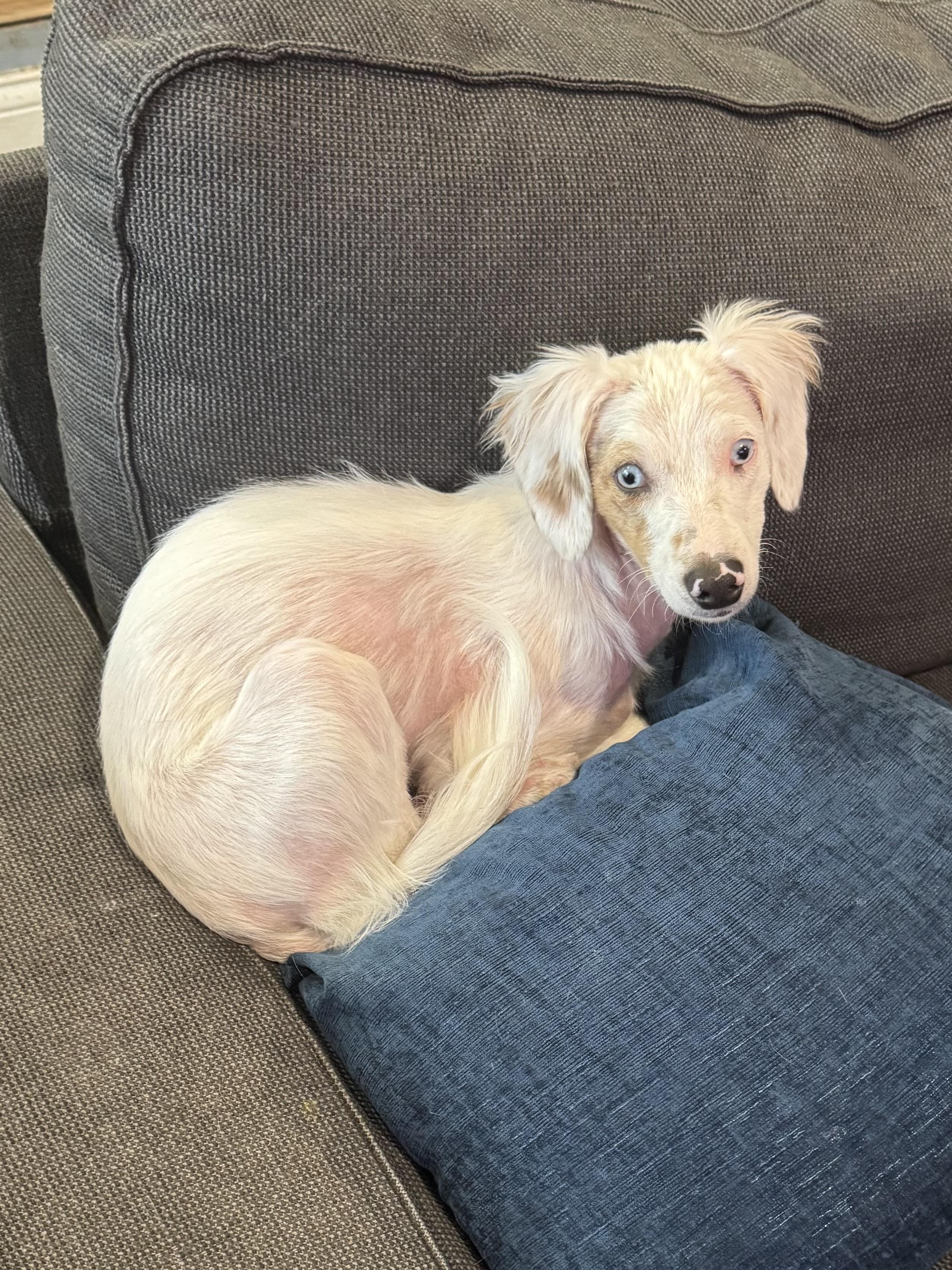 Enlarge Dory, a ADOPTABLE mixed breed in Hartland, MI image 3/4