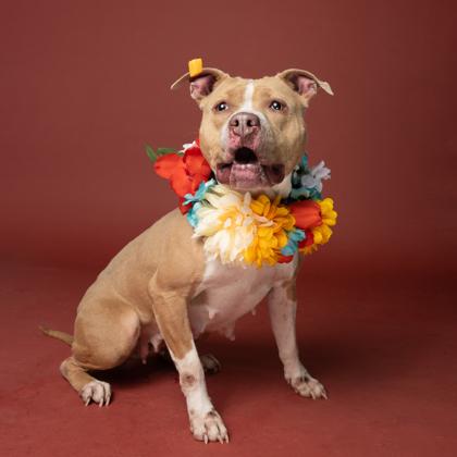 Enlarge Leelah, a Adoptable mixed breed in Atlanta, GA image 1/3