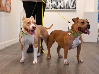 Enlarge Leelah, a Adoptable mixed breed in Atlanta, GA image 2/3