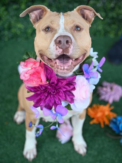 Enlarge Leelah, a Adoptable mixed breed in Atlanta, GA image 3/3