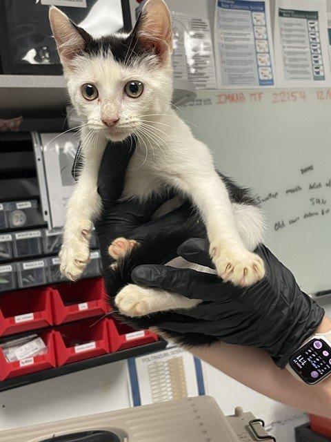 Enlarge Zap, a Adoptable Domestic Short Hair in Raleigh, NC image 1/3