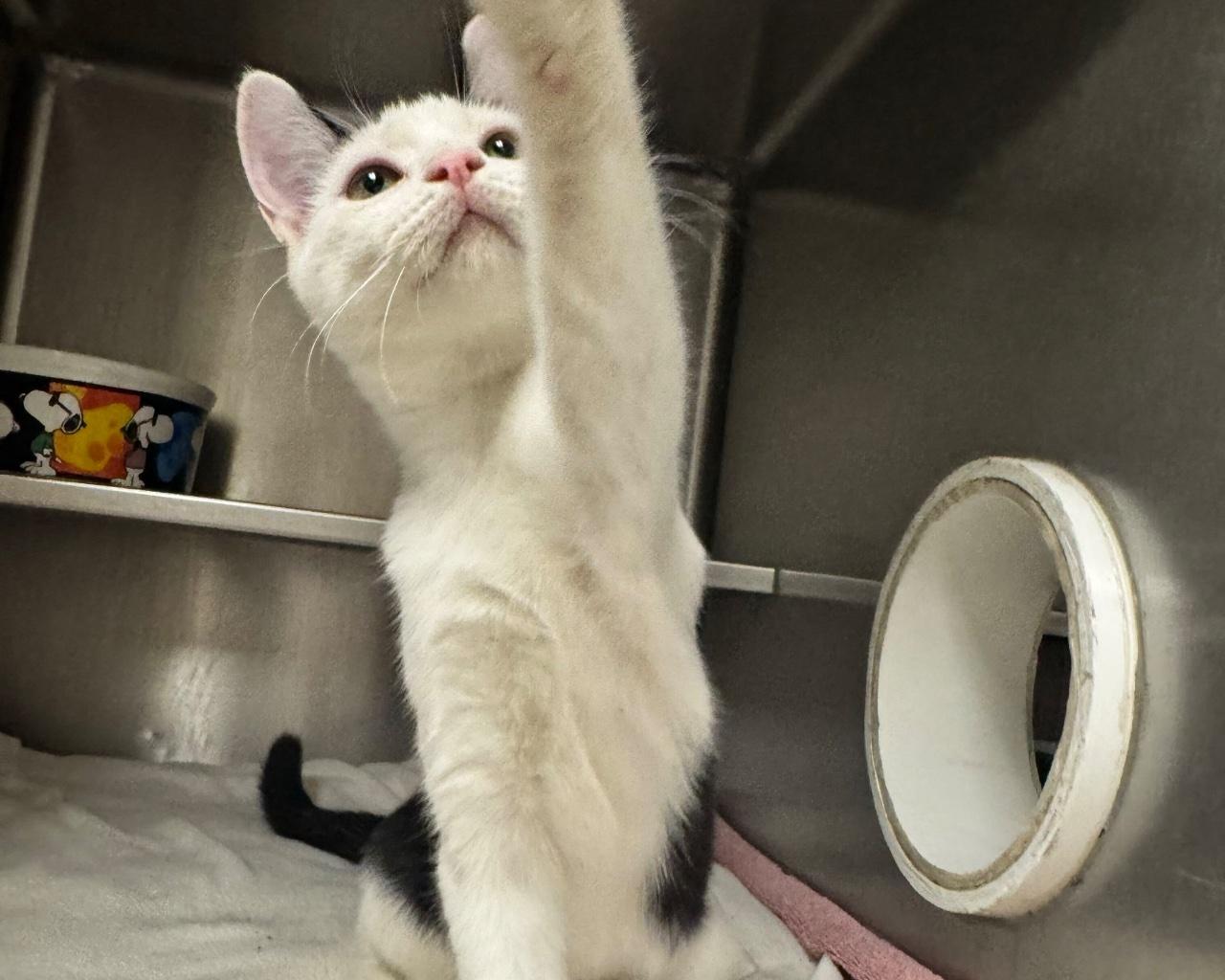 Enlarge Zap, a Adoptable Domestic Short Hair in Raleigh, NC image 2/3