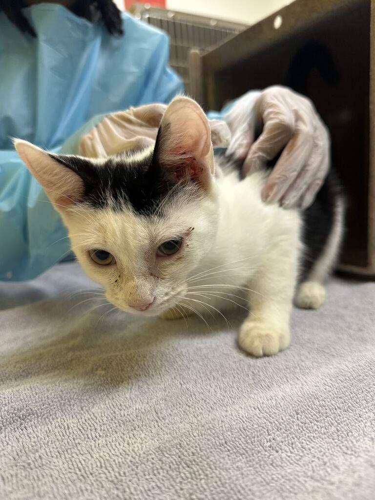 Enlarge Zap, a Adoptable Domestic Short Hair in Raleigh, NC image 3/3