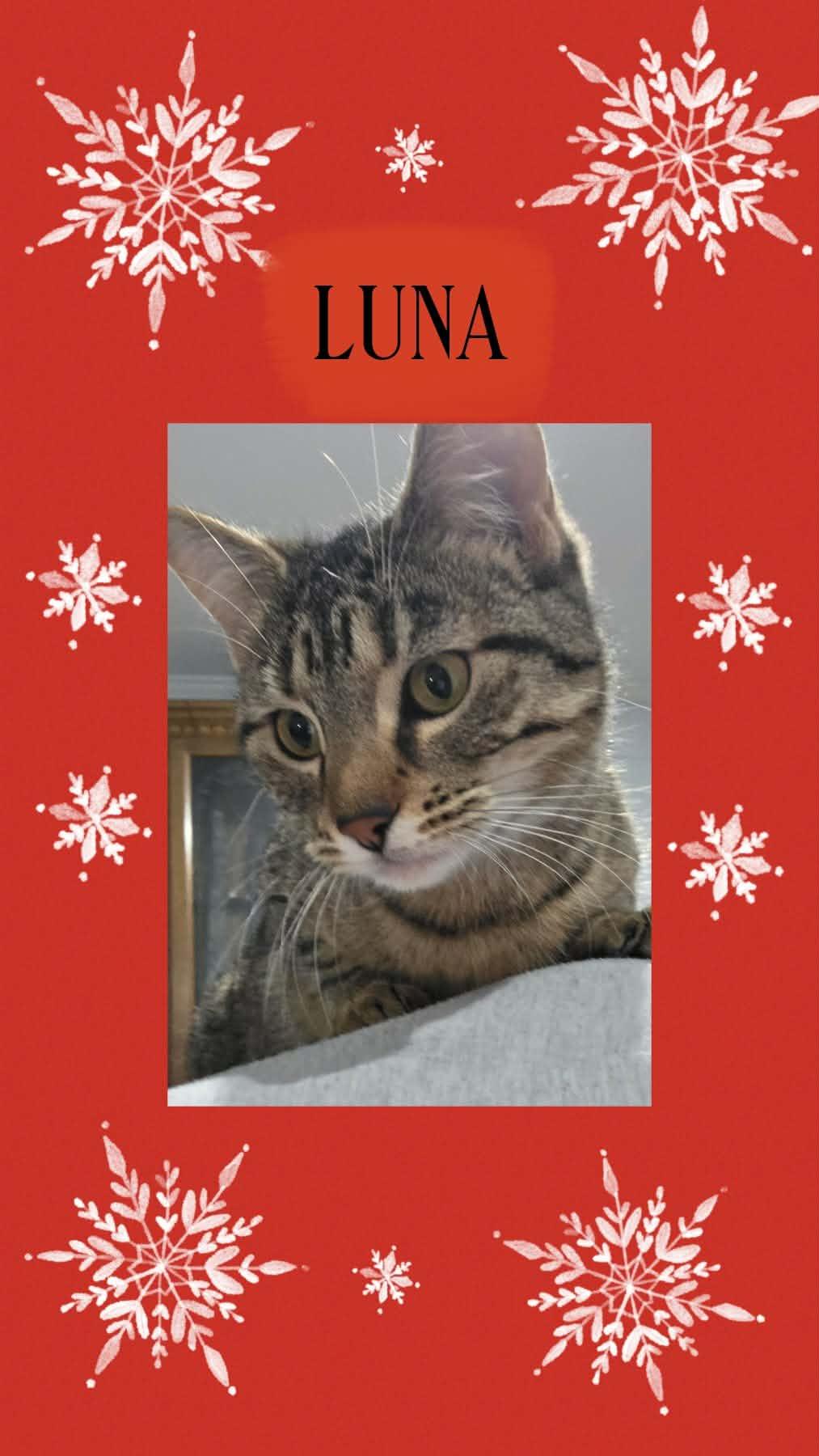 LUNA2, Adoptable, Young Female Domestic Short Hair.