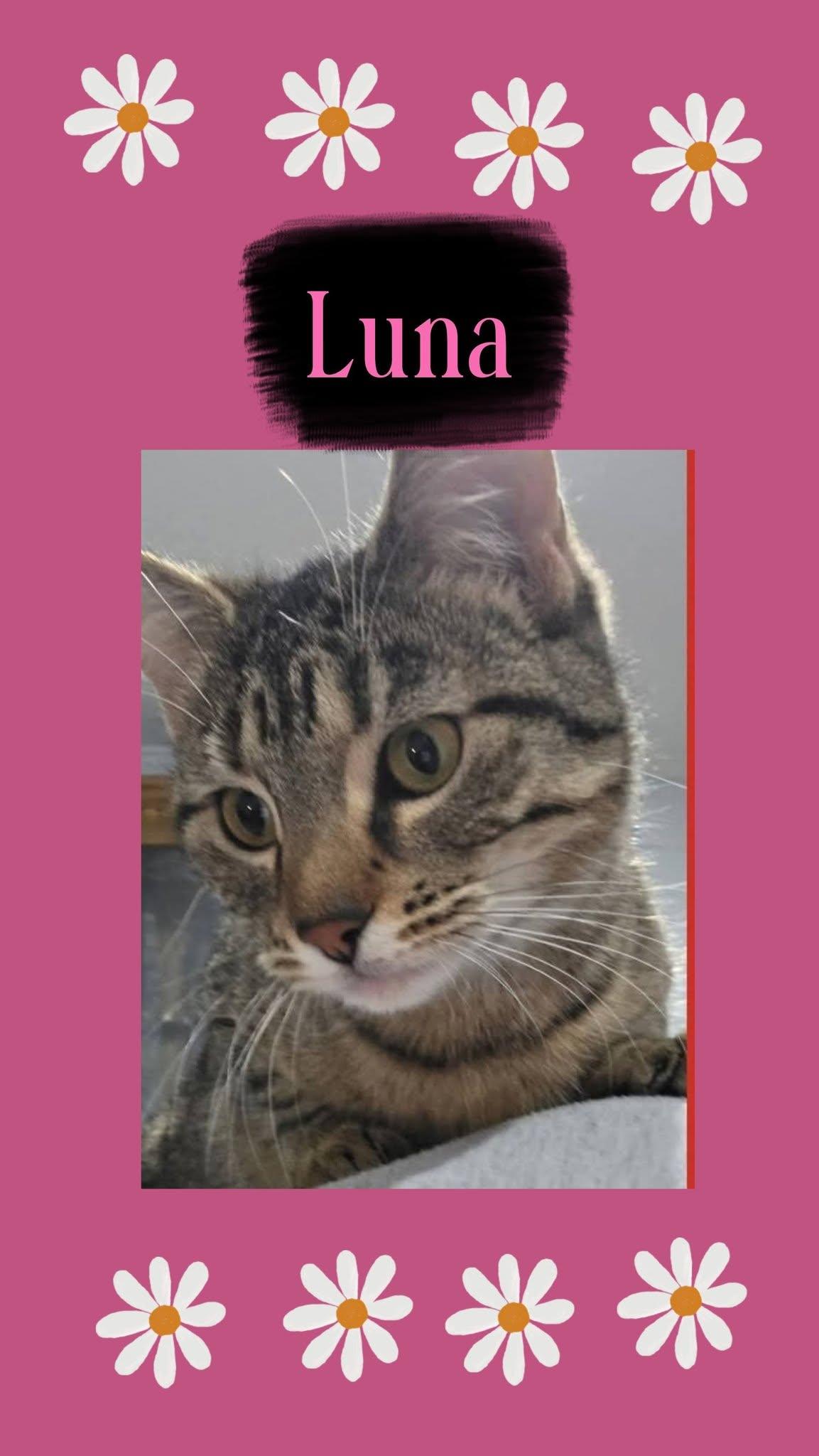 LUNA, Adoptable, Young Female Domestic Short Hair.