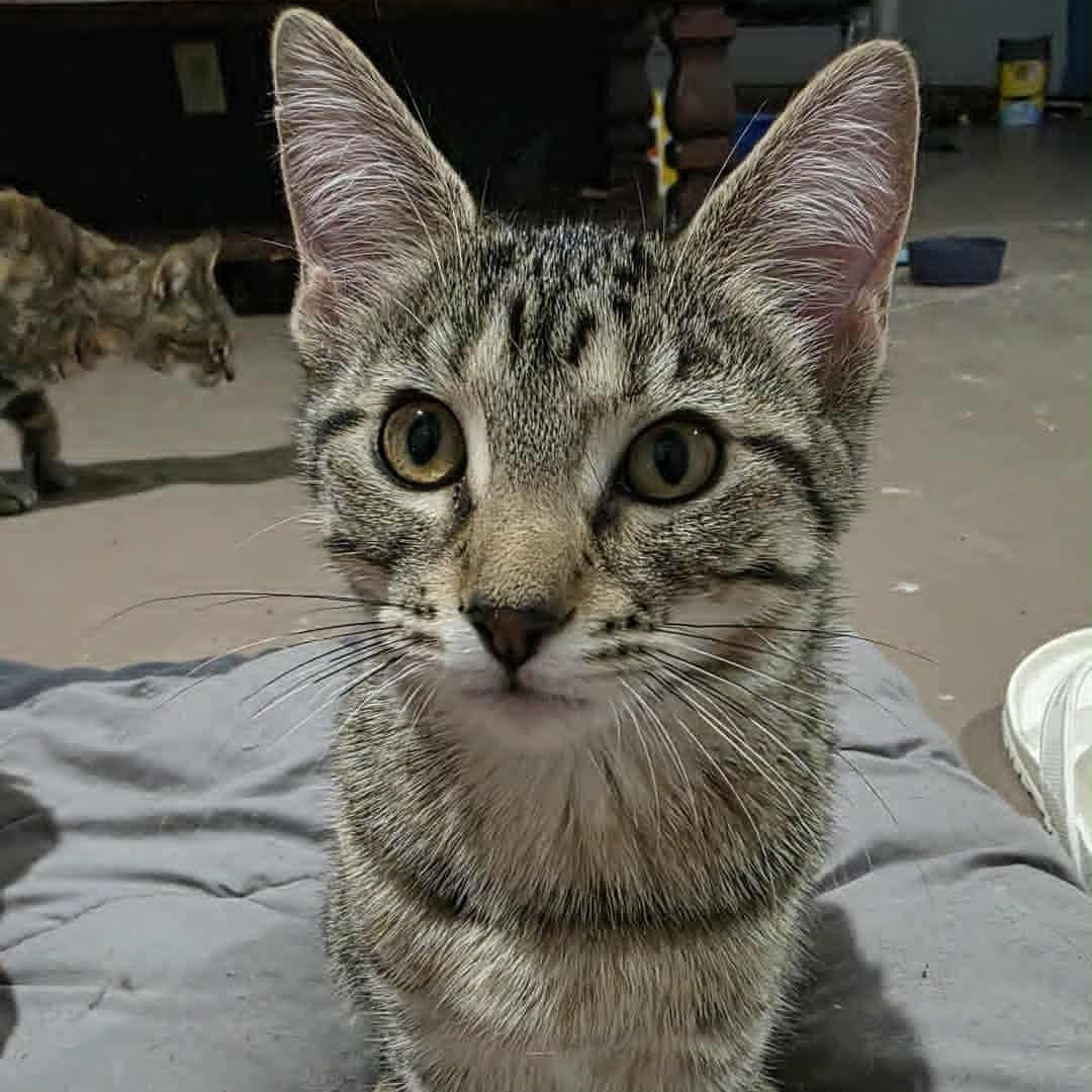 LUNA2, a Adoptable Domestic Short Hair in Fitchburg, WI image 1/3