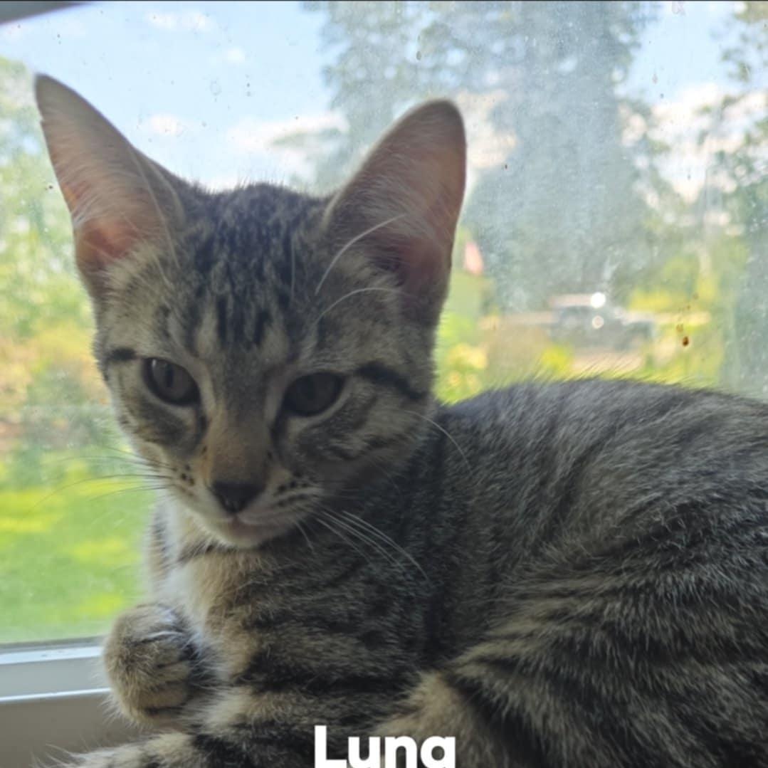 LUNA2, a Adoptable Domestic Short Hair in Fitchburg, WI image 3/3