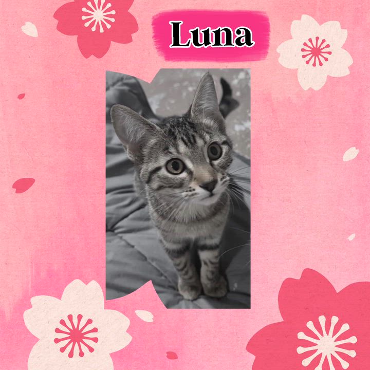 Enlarge LUNA2, a Adoptable Domestic Short Hair in Fitchburg, WI video 2/3