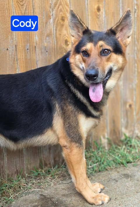 Enlarge Cody, a Adopted German Shepherd Dog in Greeneville, TN image 4/6