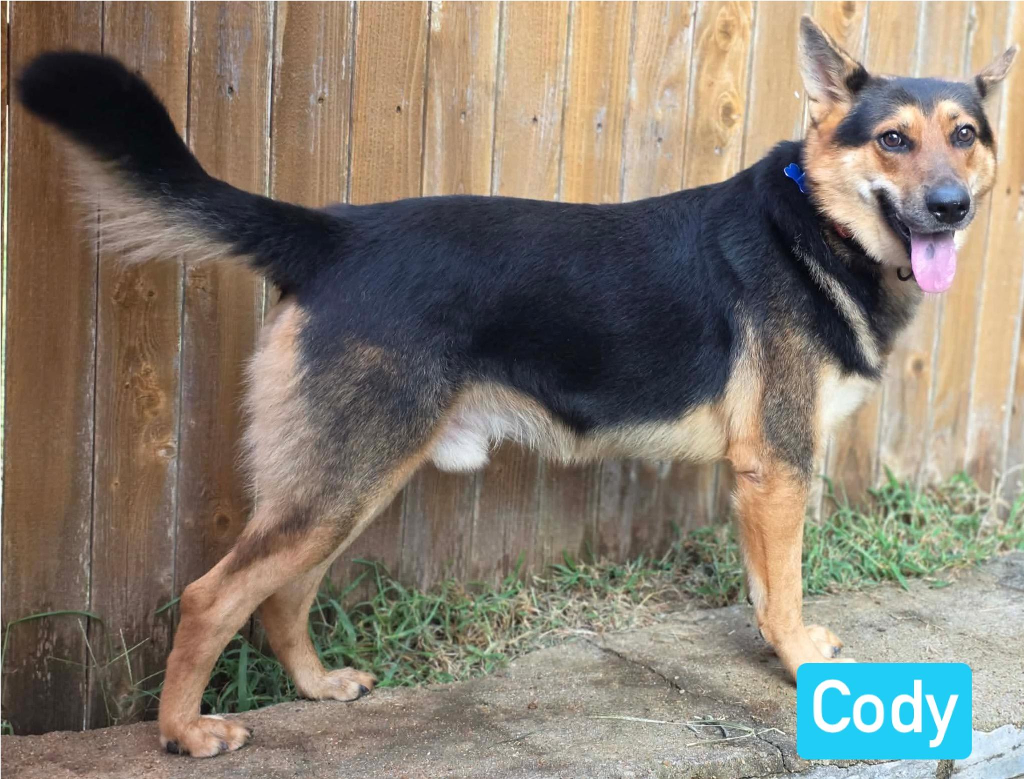 Enlarge Cody, a Adopted German Shepherd Dog in Greeneville, TN image 3/6