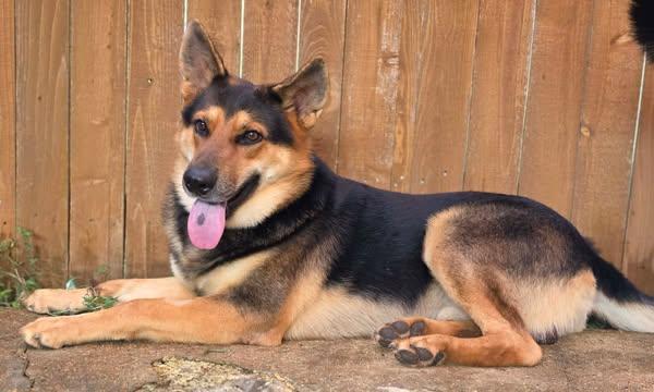 Enlarge Cody, a Adopted German Shepherd Dog in Greeneville, TN image 5/6