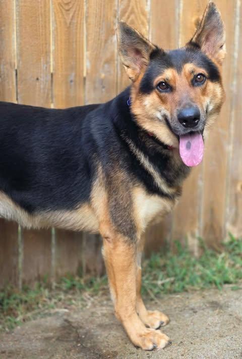 Enlarge Cody, a Adopted German Shepherd Dog in Greeneville, TN image 2/6