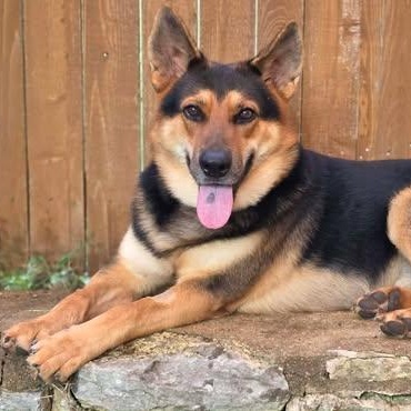 Cody, Adopted, Young Male German Shepherd Dog.