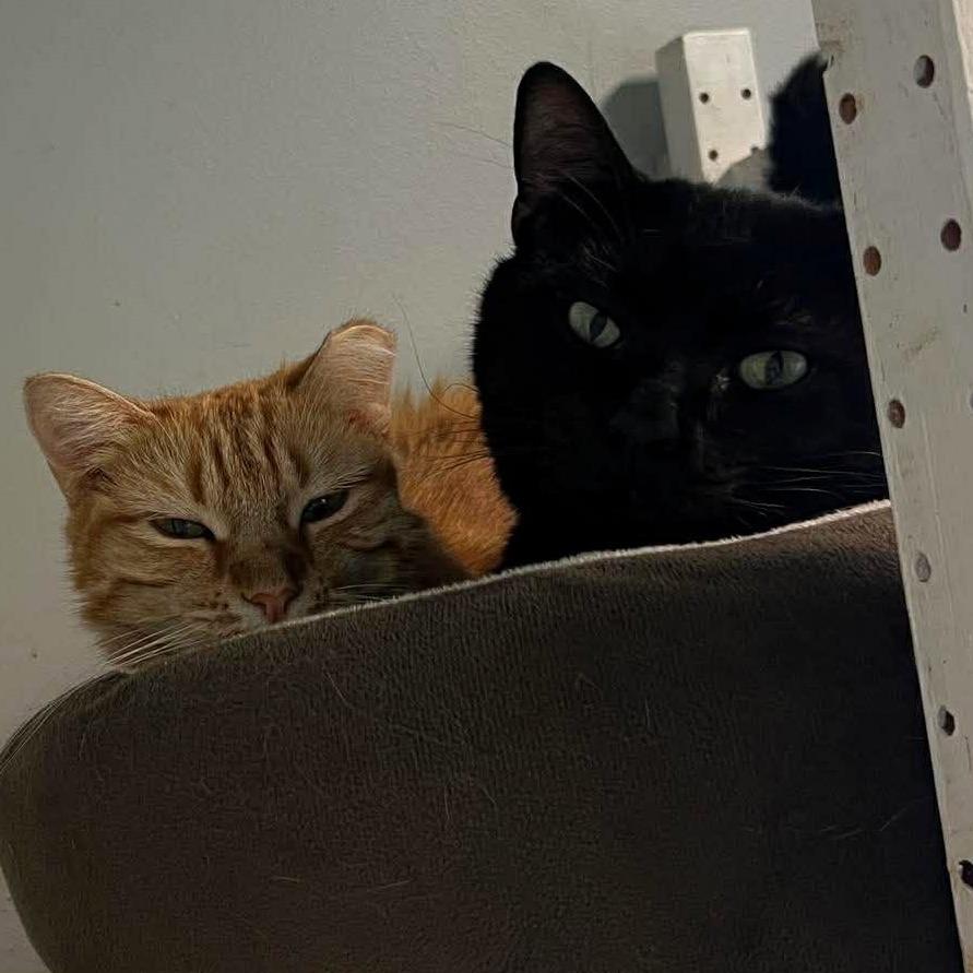 Zayne, a Adoptable Domestic Short Hair in Shawnee, KS image 1/6