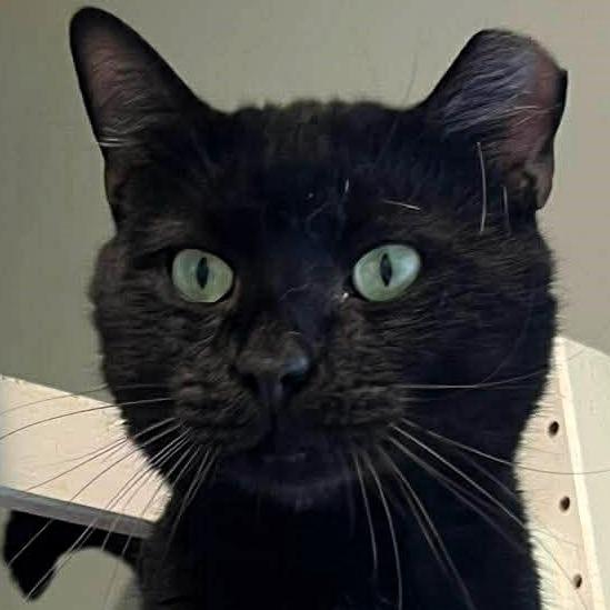 Zayne, a Adoptable Domestic Short Hair in Shawnee, KS image 2/6
