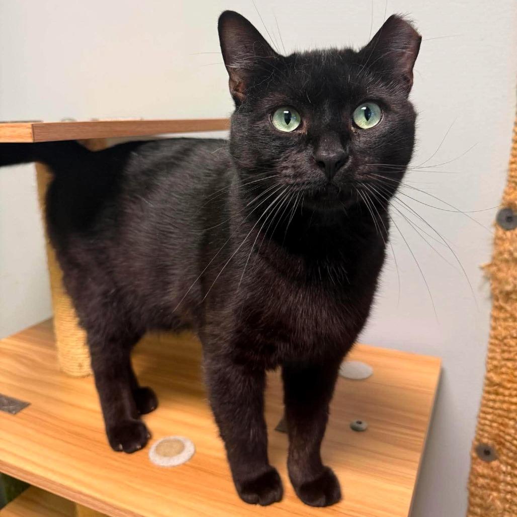 Zayne, a Adoptable Domestic Short Hair in Shawnee, KS image 3/6