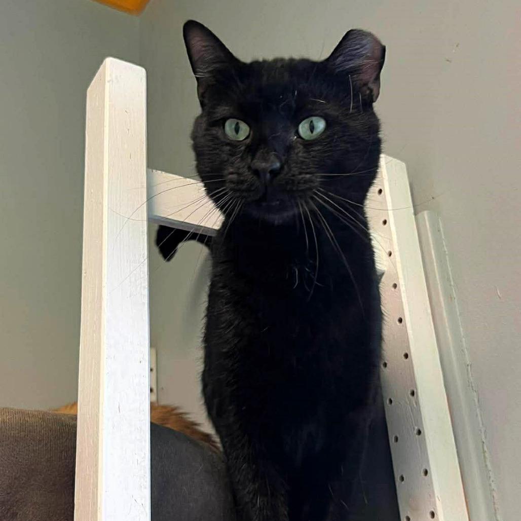 Zayne, a Adoptable Domestic Short Hair in Shawnee, KS image 4/6