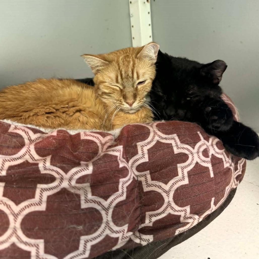 Zayne, a Adoptable Domestic Short Hair in Shawnee, KS image 5/6