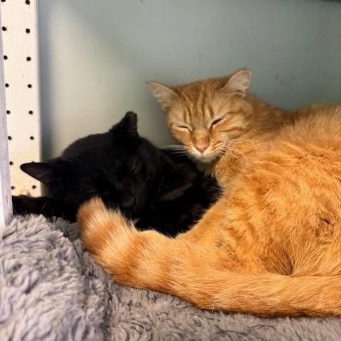 Zayne, a Adoptable Domestic Short Hair in Shawnee, KS image 6/6
