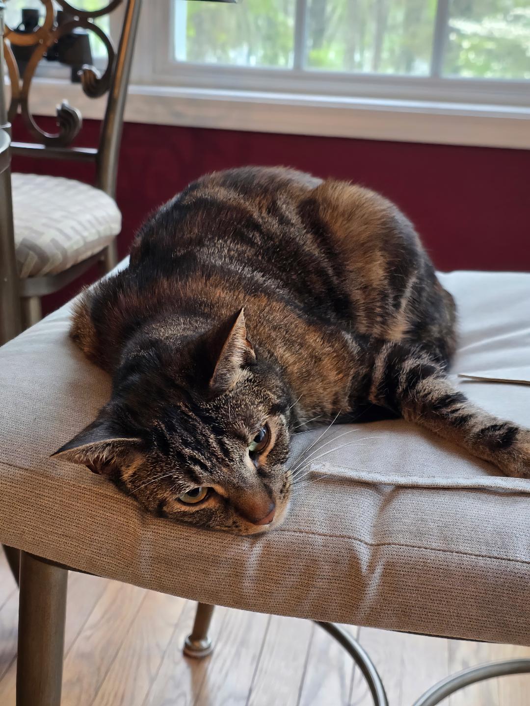 Enlarge Iyla, a Adoptable Tabby in Wayne, NJ image 5/5