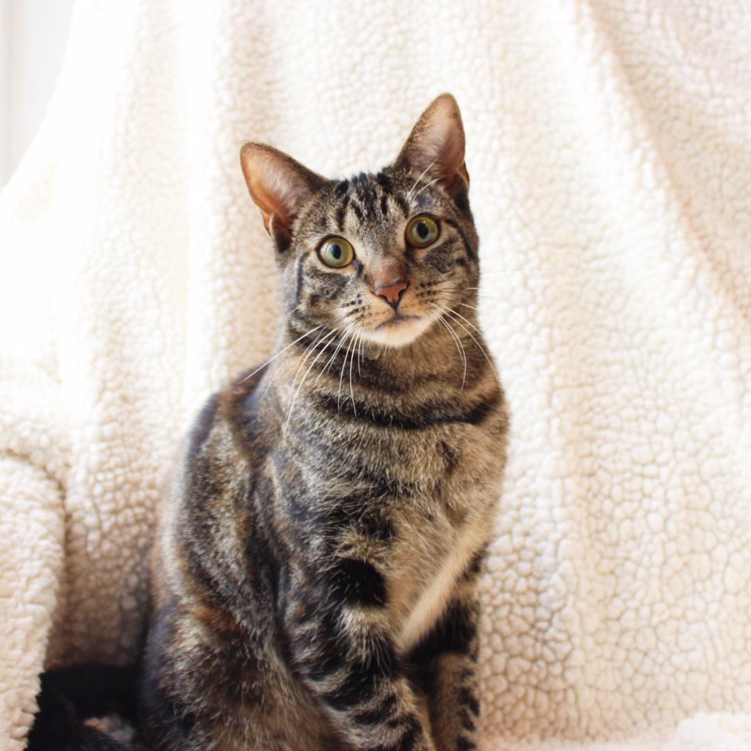 Iyla, a Adoptable Tabby in Wayne, NJ image 3/4
