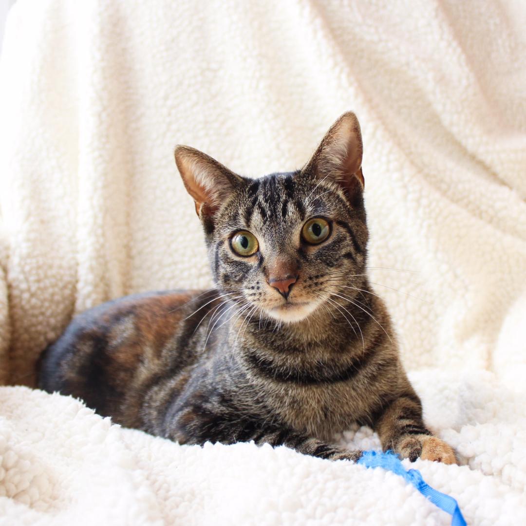 Iyla, Adoptable, Adult Female Tabby.