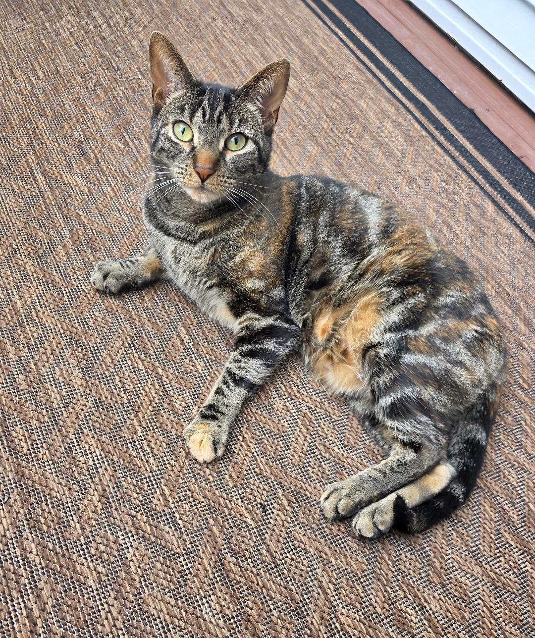 Enlarge Iyla, a Adoptable Tabby in Wayne, NJ image 1/5