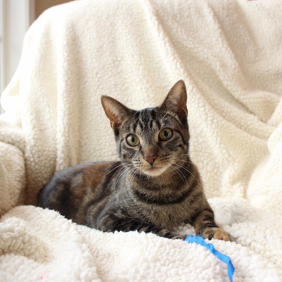 Iyla, a Adoptable Tabby in Wayne, NJ image 4/4