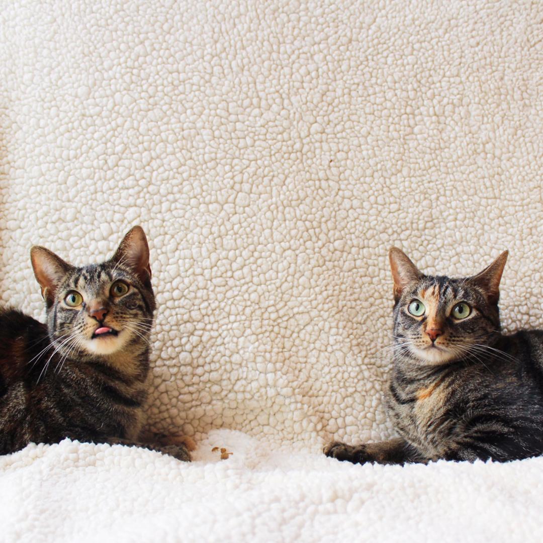 Iyla, a Adoptable Tabby in Wayne, NJ image 2/4