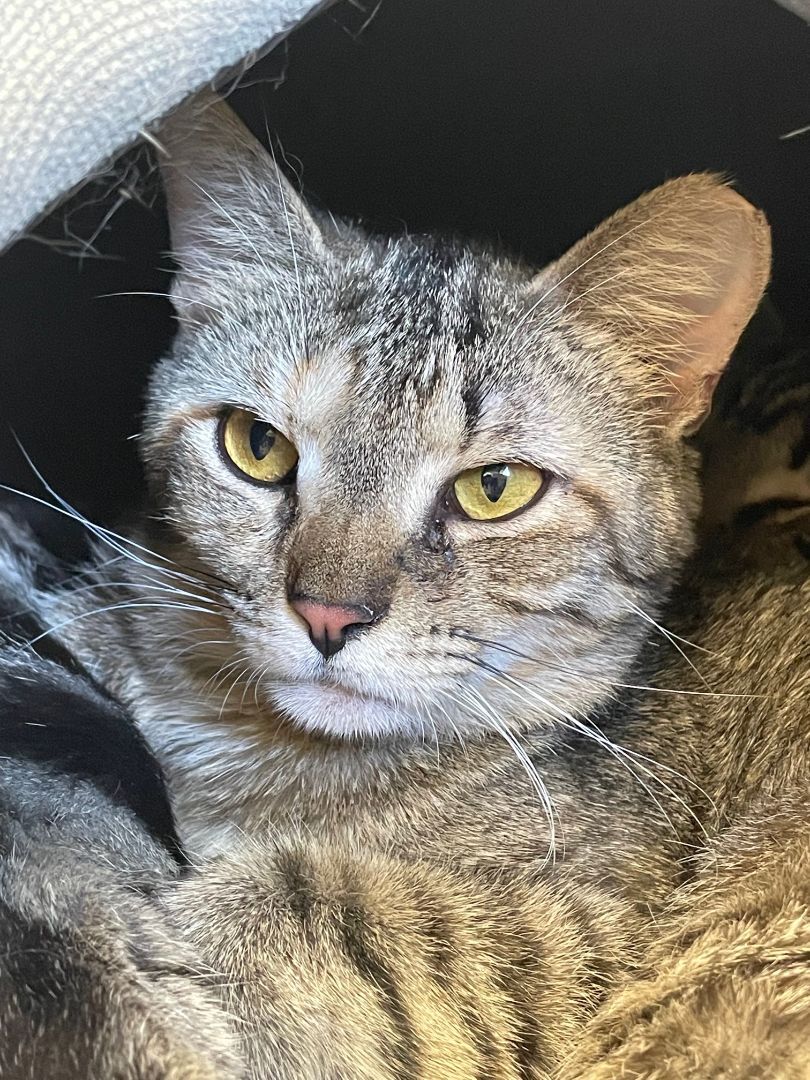 Cranberry, a Adoptable mixed breed in Mountain Center, CA image 1/2