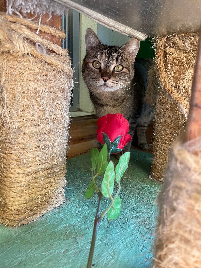 Cranberry, a Adoptable mixed breed in Mountain Center, CA image 2/2