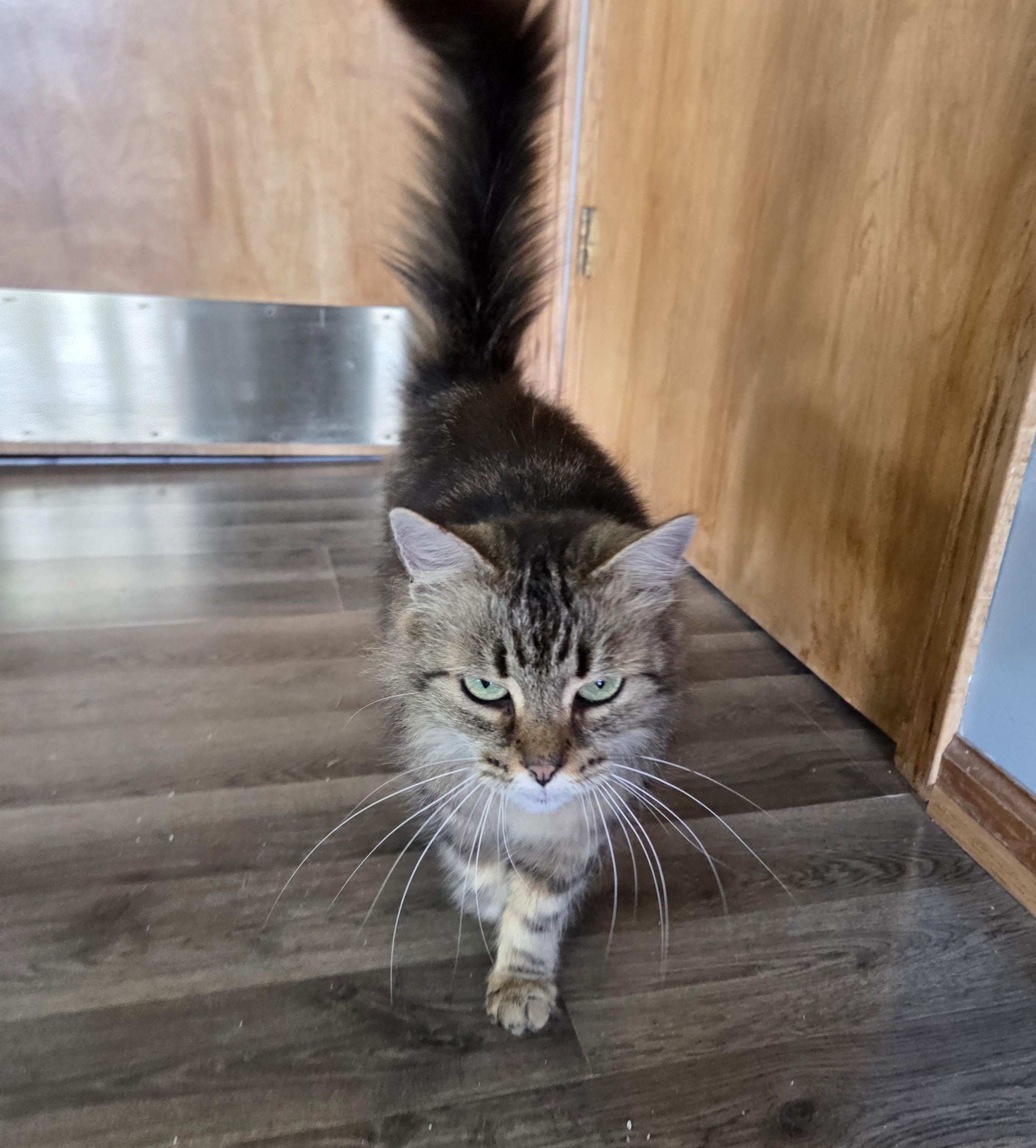 Enlarge Fluffy, a Adoptable mixed breed in Lexington, MI image 2/4